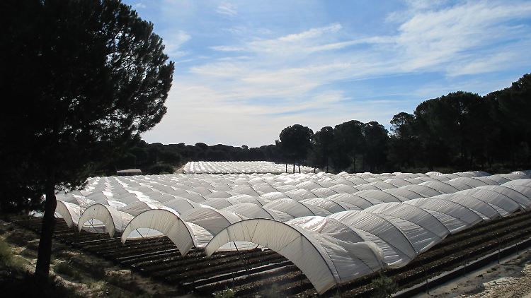 Die Beerenfelder rund um den Nationalpark Doñana werden in großen, von Plastikfolie überzogenen Tunneln angebaut.