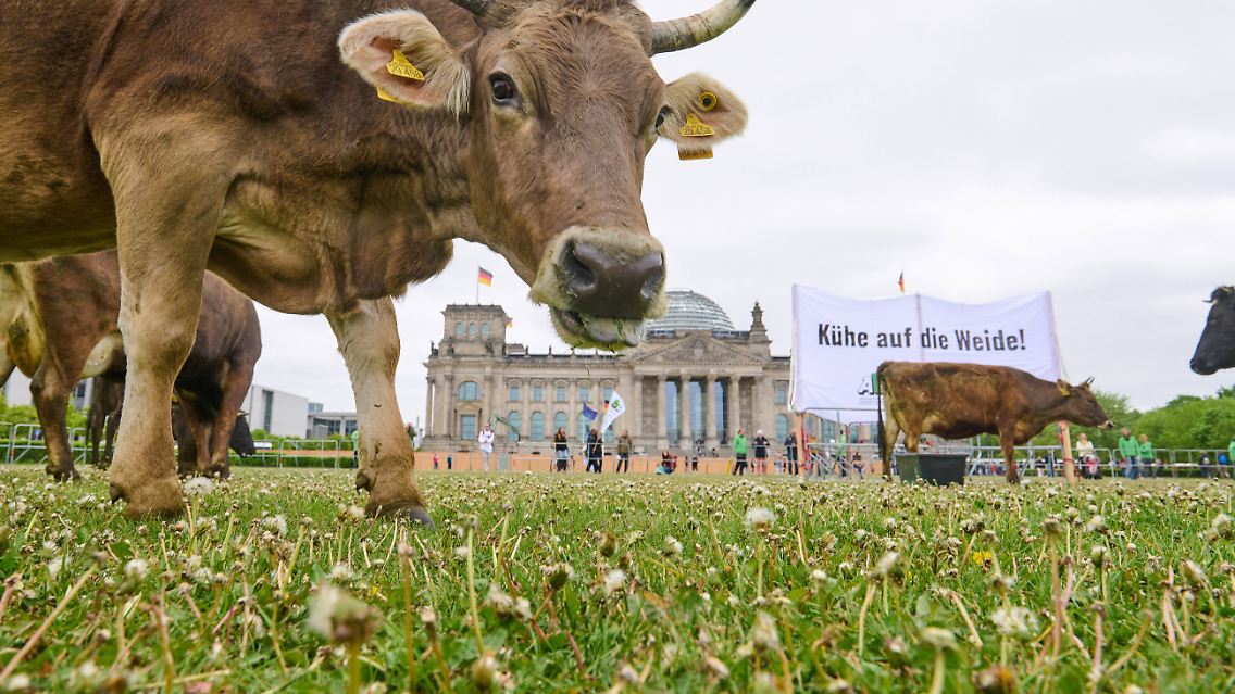 Weidehaltung soll sich besonders positiv auf die Gesundheit der Tiere auswirken.