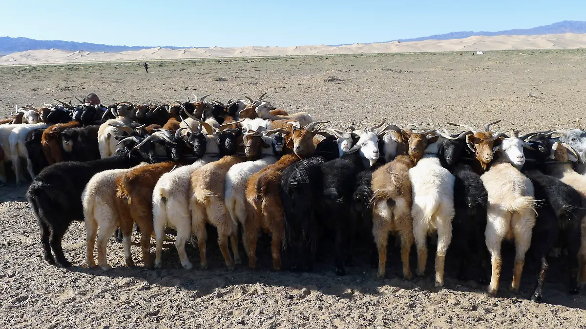 2011-10-13T120000Z-425035965-GM1E7AD1C7O01-RTRMADP-3-MONGOLIA-TOURISM