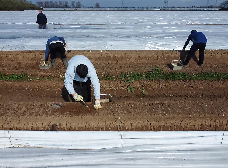 2024-03-14T135341Z-972268461-RC2NL6A07K75-RTRMADP-3-CLIMATE-CHANGE-GERMANY-ASPARAGUS