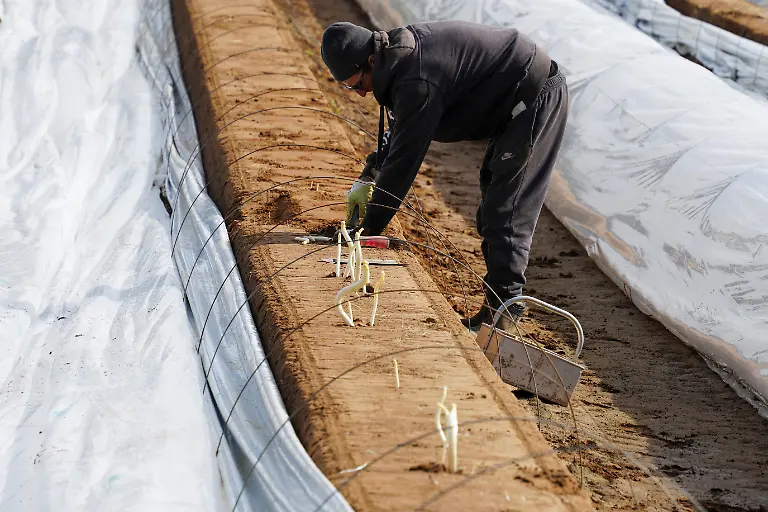 2024-03-14T134511Z-2053769403-RC2ML6AKYPVV-RTRMADP-3-CLIMATE-CHANGE-GERMANY-ASPARAGUS