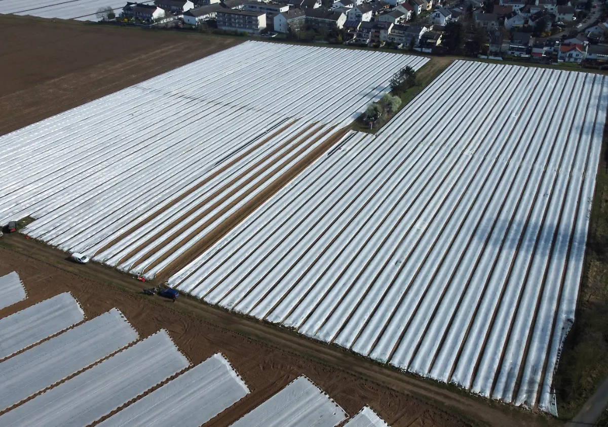 2024-03-14T135340Z-639691454-RC2NL6A1GSGH-RTRMADP-3-CLIMATE-CHANGE-GERMANY-ASPARAGUS