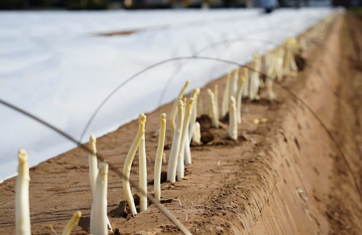 2024-03-14T134746Z-1438060737-RC2LL6A4XA0C-RTRMADP-3-CLIMATE-CHANGE-GERMANY-ASPARAGUS