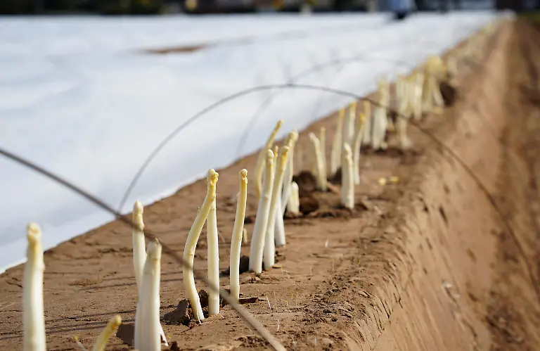 2024-03-14T134746Z-1438060737-RC2LL6A4XA0C-RTRMADP-3-CLIMATE-CHANGE-GERMANY-ASPARAGUS