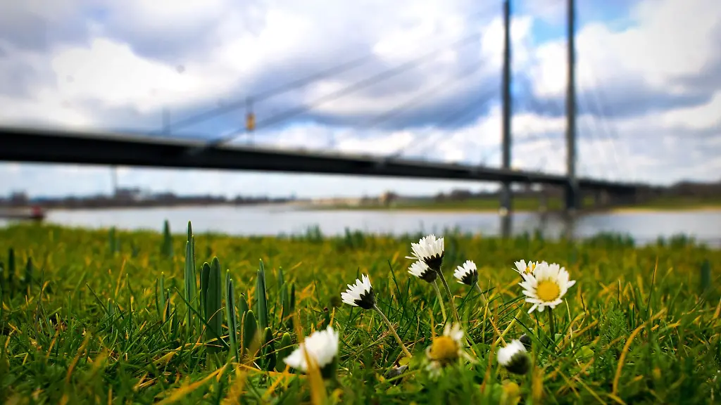 Gaensebluemchen-stehen-auf-einer-Wiese-vor-der-Rheinbruecke-in-Duesseldorf