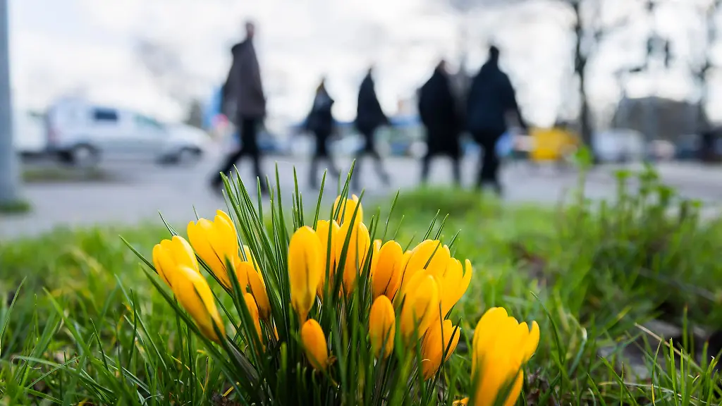 Passanten-gehen-an-bluehenden-Krokussen-vorbei