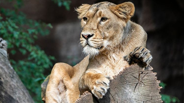Löwin Aarany lebt seit 2018 im Nürnberger Tierpark.