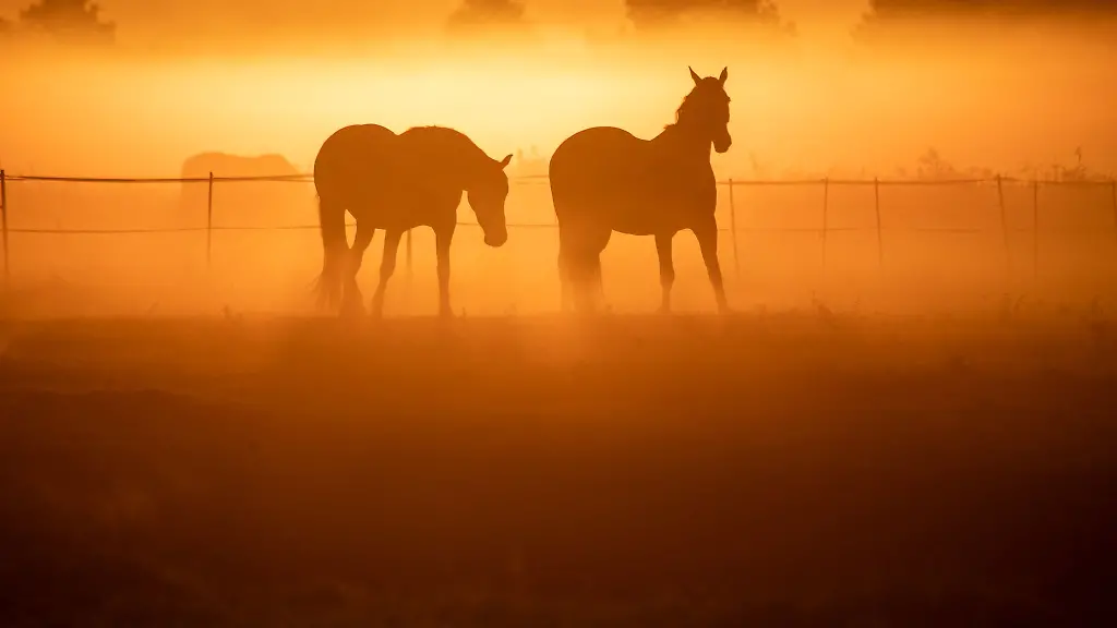 Die-aufgehende-Sonne-scheint-auf-der-Insel-Usedom-im-Fruehnebel-auf-eine-Pferdekoppel-nahe-Zinnowitz