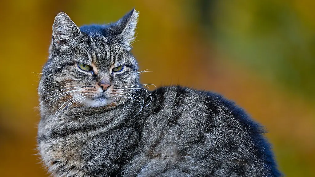 Eine-Katze-in-der-Natur