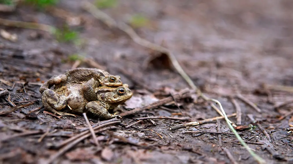 Kroetenwanderung-am-Waldhausteich-im-Erfurter-Steigerwald-Hier-paaren-sich-die-Kroeten-und-Froesche-im-Fruehjahr-um-dann-zu-laichen