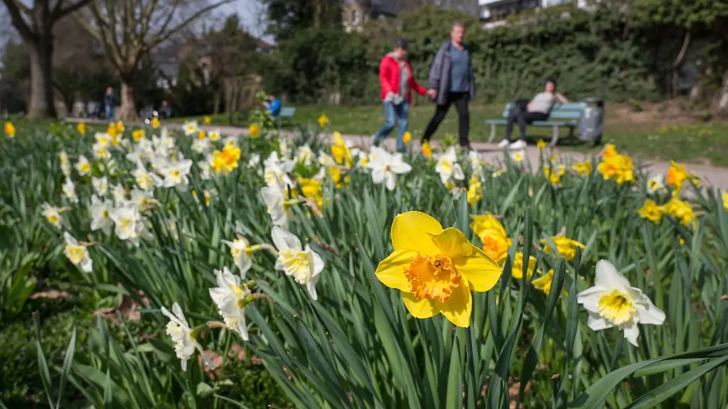 Am-Saarbruecker-Staden-bluehen-die-ersten-Blumen