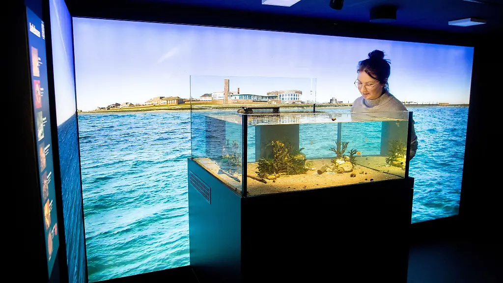 Eine-Frau-betrachtet-im-Bereich-Nordsee-im-Aquarium-Wilhelmshaven-ein-Wasserbecken