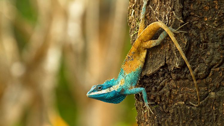 Die Blaukopf-Schönechse aus Kambodscha wechselt zur Verteidigung ihre Farbe.
