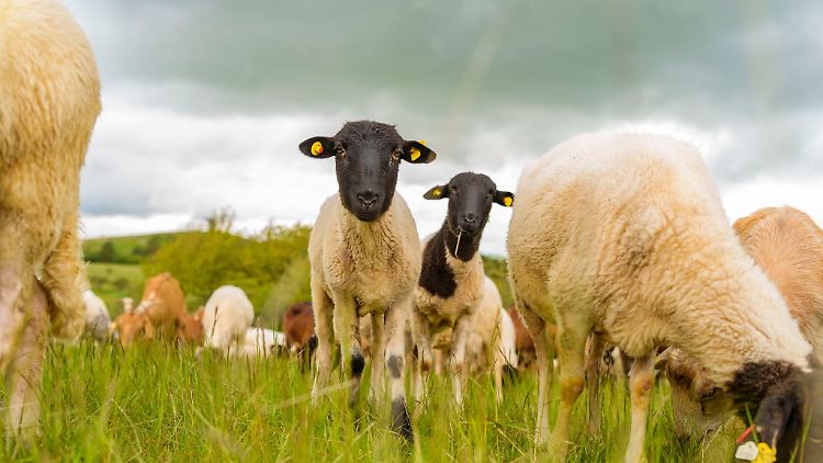 Ein Leben als Schaf mit Aufgaben in der Landschaftspflege erscheint manchmal durchaus verlockend.