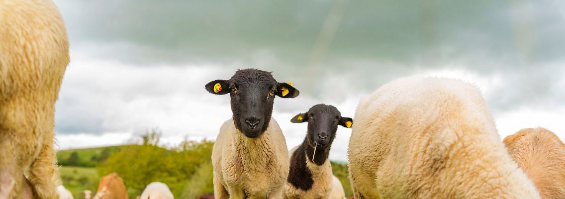 Das Naturschutzgebiet "Weinberg" bietet mit dem charakteristischen Kalkmagerrasen seltenen Pflanzenarten. Schafe übernehmen hier die Landschaftspflege.
