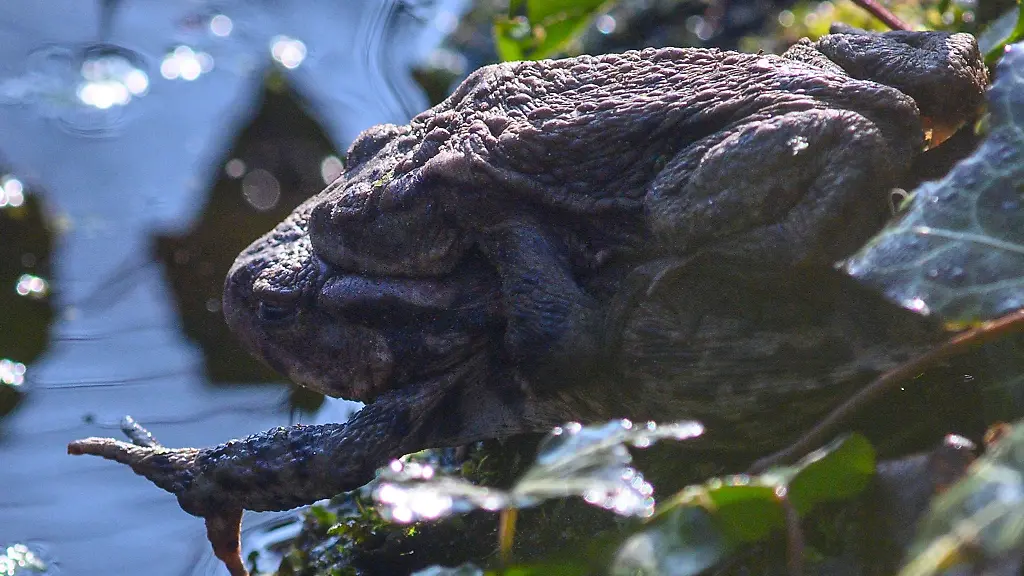 Ein-Erdkroetenpaar-erreicht-im-Unterholz-eines-Waldes-in-Ramstedt-das-Laichgewaesser