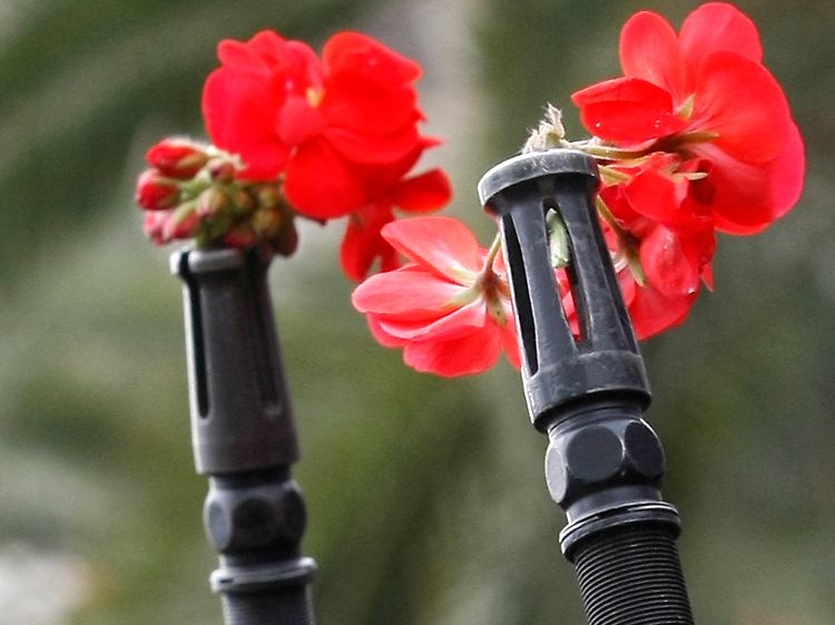 Blumen in den Gewehren der Soldaten, die das Hauptquartier der früheren Regierungspartei RCD vor wütenden Demonstranten schützen.