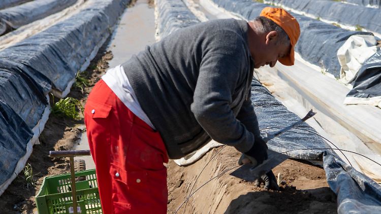 Zahlreiche Landwirte setzen für die Arbeit auf den Spargelfeldern auf Saisonkräfte.