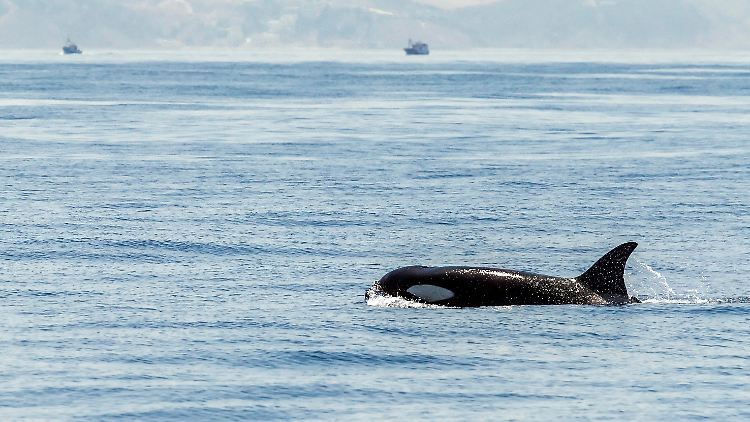 Orca in der Straße von Gibraltar - seit einiger Zeit attackieren Tiere dort fahrende Boote.