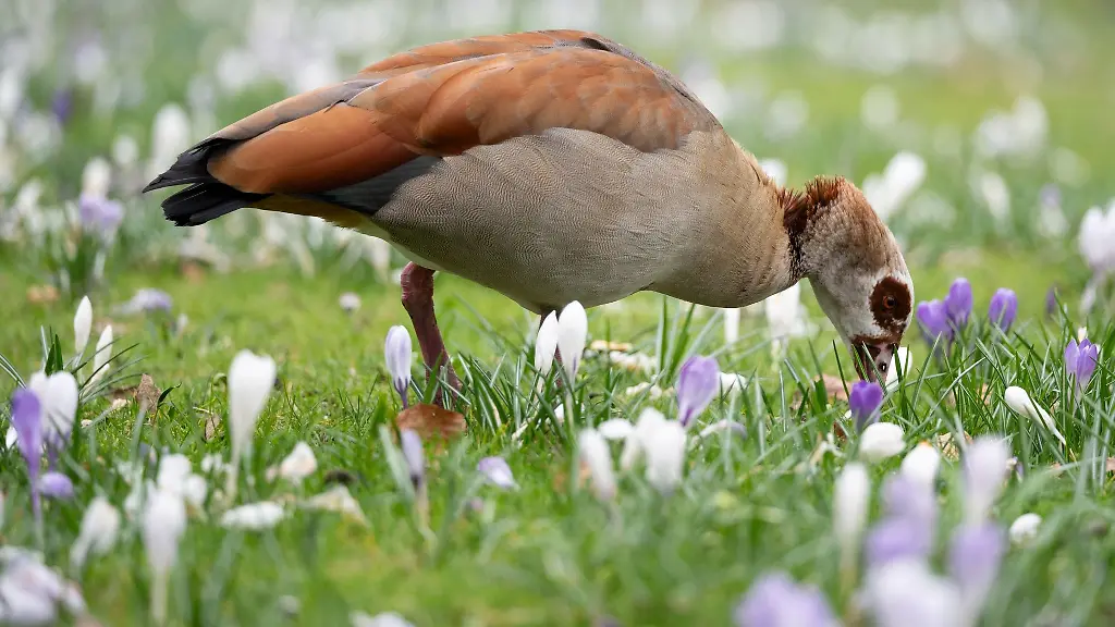 Eine-Nilgans-sitzt-inmitten-von-Krokussen-im-Palmengarten-in-Frankfurt