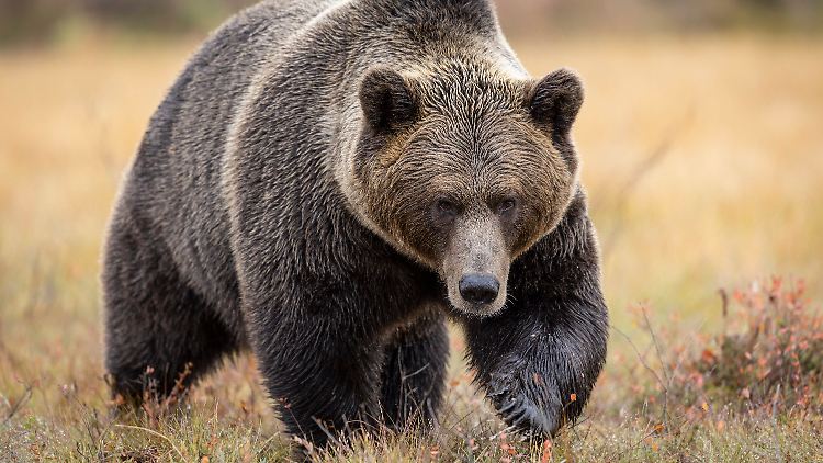 Auch im Oberallgäu ist ein Bär unterwegs.