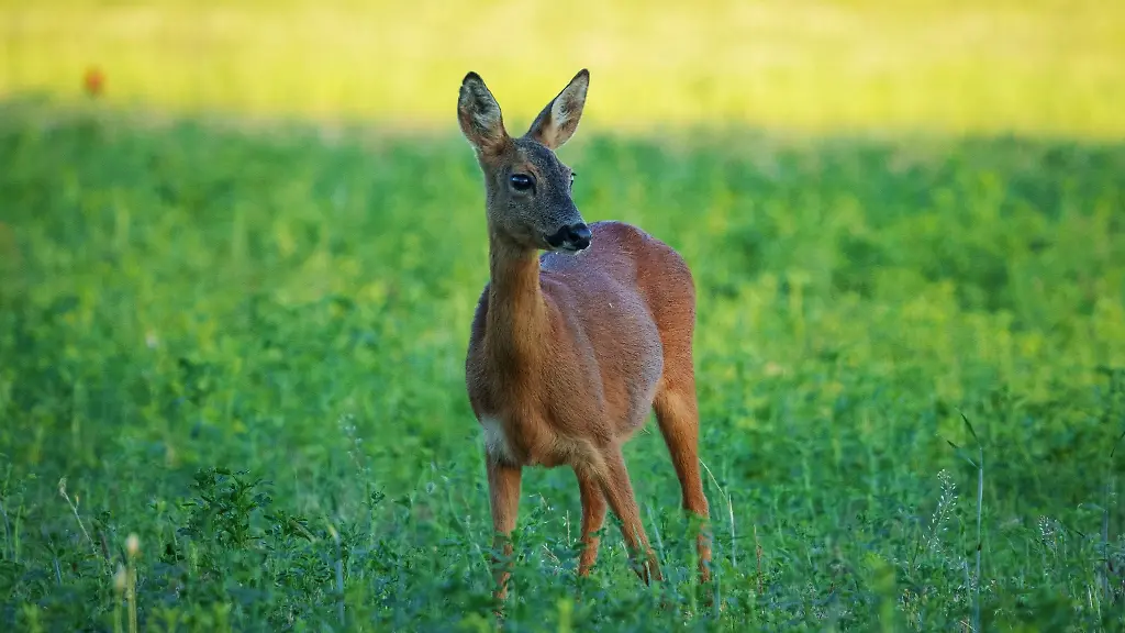 Ein-Reh-steht-im-Naturpark-Hoher-Flaeming-auf-einem-Feld