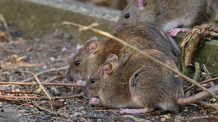 Vor allem in Großstädten finden die sozialen Tiere günstige Lebensbedingungen. 