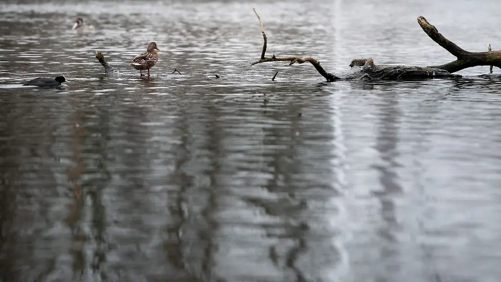 Enten-schwimmen-auf-einem-Teich-im-Kaiserpark-in-Oberhausen