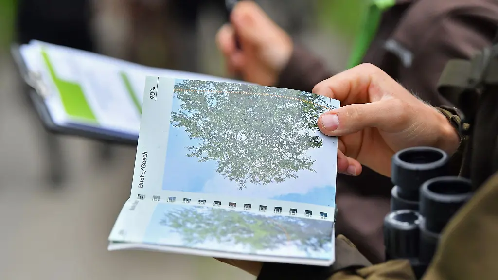 Forstleute-bewerten-den-Zustand-der-Baeume