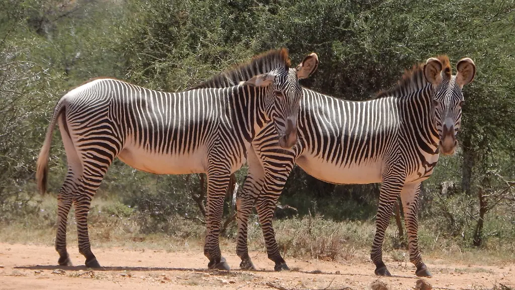 urn-binary-dpa-com-20090101-240311-99-299157-FILED