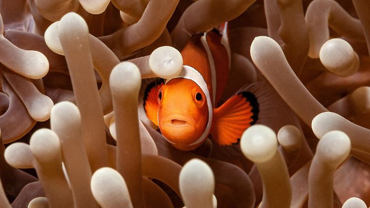 In seinen Anemonen fühlt sich der Clownfisch am wohlsten.
