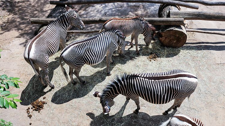 Zebras stehen in der Kiwara-Savanne im Leipziger Zoo.