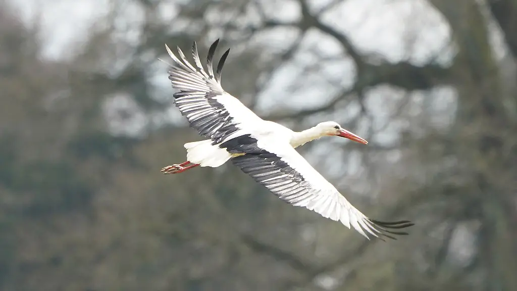 Ein-Storch-fliegt-ueber-einen-Acker-in-Hamburg-Kirchwerder
