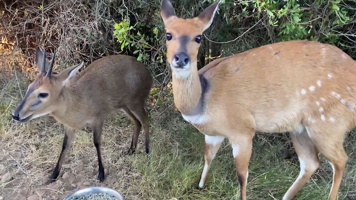 wildtierstation.JPG