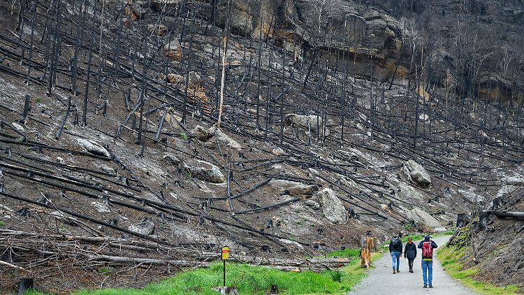 Noch immer sind die Brandschäden in der Region sichtbar - und werden es auch noch auf Jahre hinaus sein.
