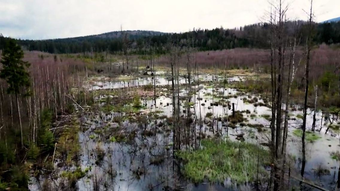 Wildnisflächen.JPG