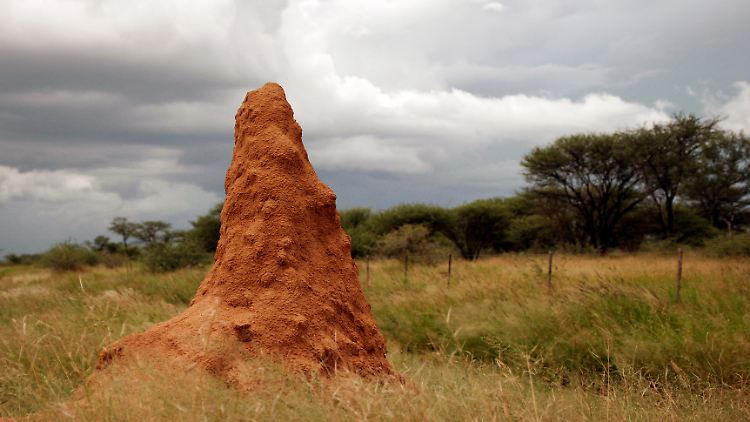 Ein Termitenbau in Namibia
