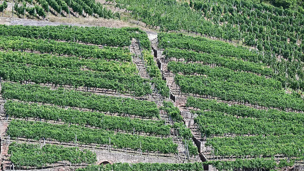 Eine-von-Trockenmauern-eingefasste-Weinberg-Steillage-steht-am-Rande-von-Esslingen
