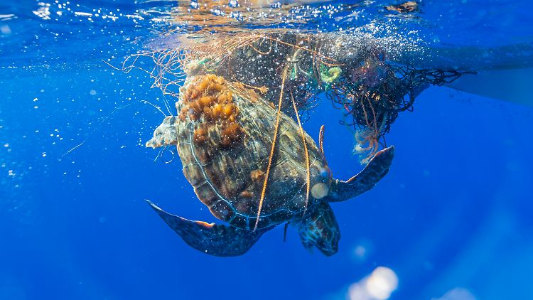 In den Meeren treibender Müll wird für viele Tiere dort zum existenziellen Problem. 