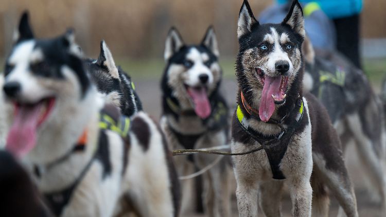 Huskys können über Zughundesport artgerecht ausgelastet werden, sollten jedoch keine weiten Transportstrecken für Wettkämpfe zurücklegen.