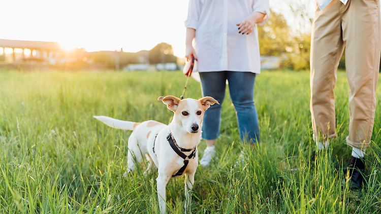 Was passiert mit dem Hund nach einer Trennung? 