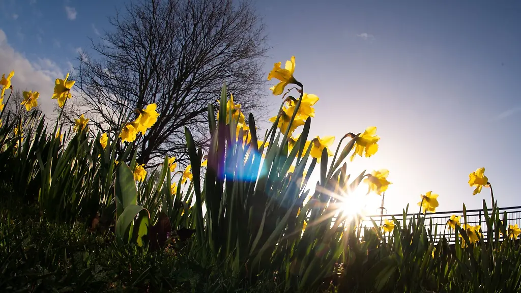 Die-Sonne-scheint-auf-bluehende-Narzissen-waehrend-ein-Baum-noch-kahle-Aeste-zeigt