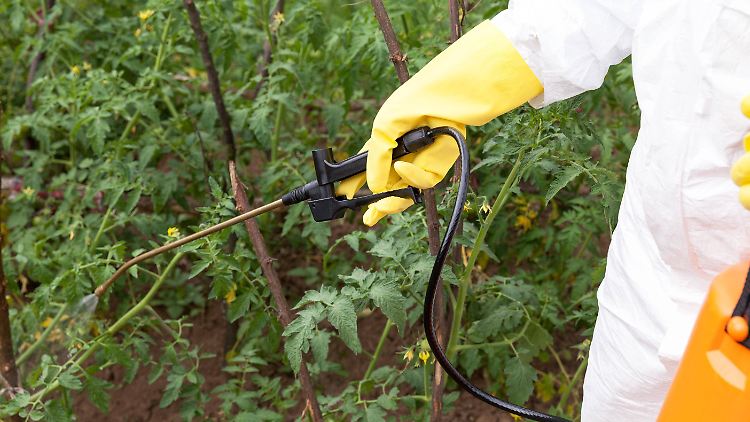 Tomatenpflanzen werden mit Pestiziden besprüht.