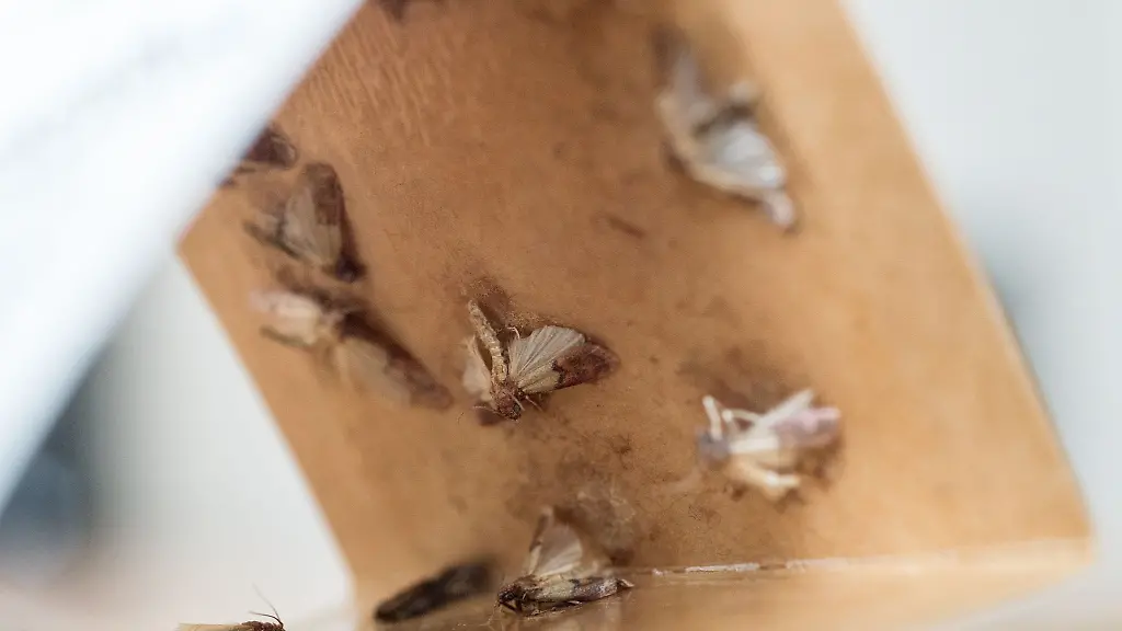 Den-Mottenbefall-ueberpruefen-Das-geht-mit-einer-Pheromonfalle