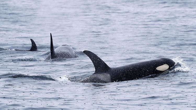 Orcas sind weltweit verbreitet.