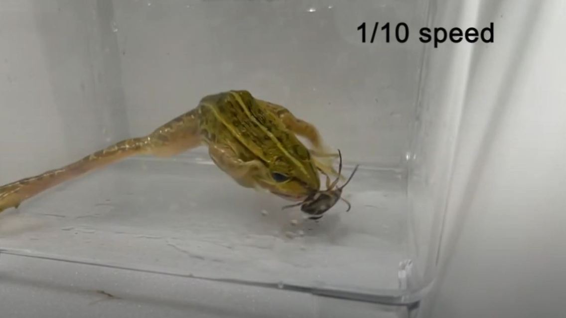 insekten.JPG