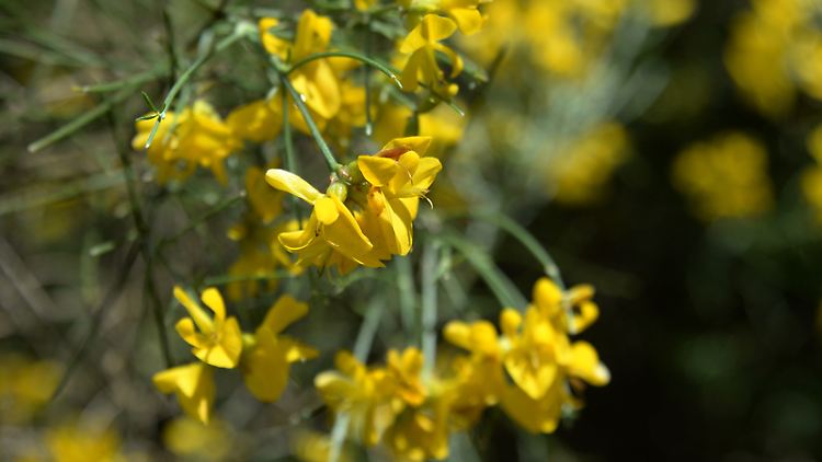 Wer seinen Garten weitgehend sich selbst überlassen will, sollte Pflanzen setzen, die gut mit Trockenheit zurechtkommen - etwa der Ginster.