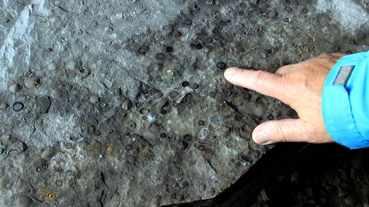 In der Grauwacke finden sich Fossilien: Menschen mit geübtem Auge erkennen hier die Stielglieder urzeitlicher Seelilien, die im Gestein eingeschlossen sind.