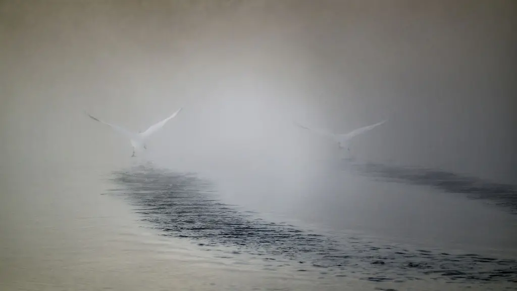Zwei-Schwaene-fliegen-an-einem-kalten-Morgen-ueber-einen-mit-Nebel-bedeckten-Weiher