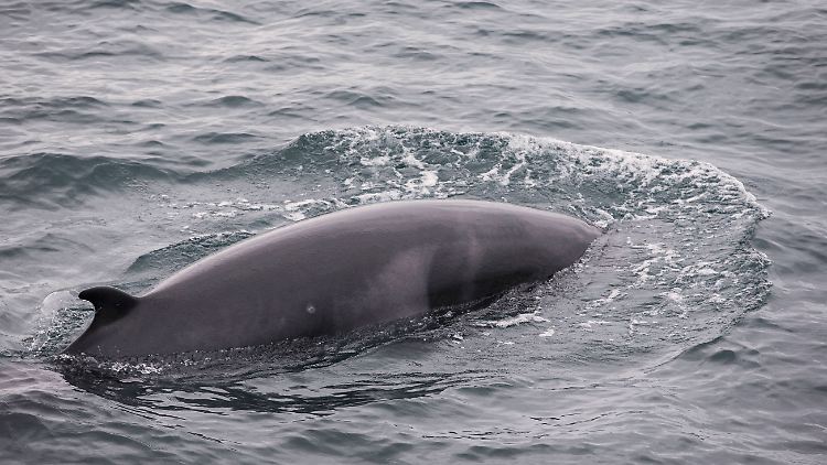 In einer Forschungseinrichtung in Norwegen soll untersucht werden, was Zwergwale auf ihren Reisen durch das Meer alles hören.